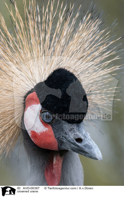 crowned crane / AVD-06387