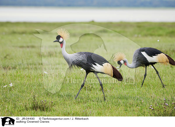 walking Crowned Cranes / JR-04490