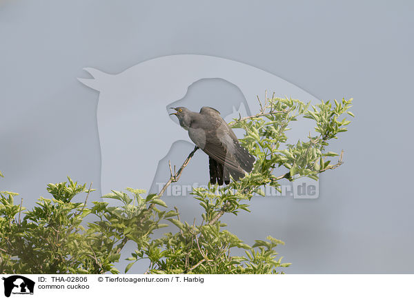 common cuckoo / THA-02806
