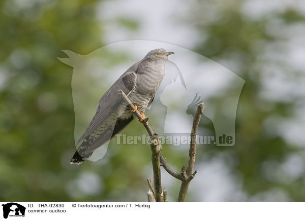 common cuckoo / THA-02830
