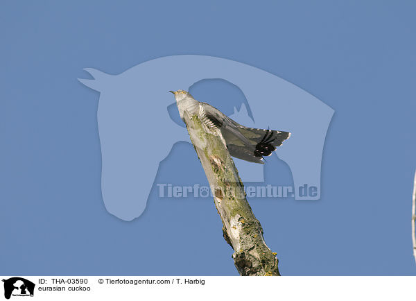 eurasian cuckoo / THA-03590