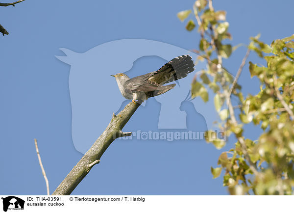 eurasian cuckoo / THA-03591