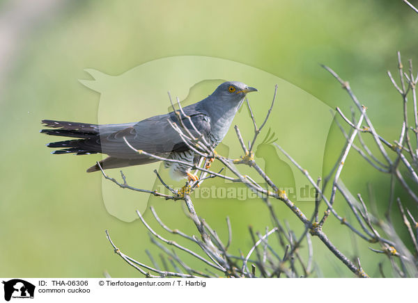 common cuckoo / THA-06306