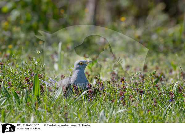 common cuckoo / THA-06307