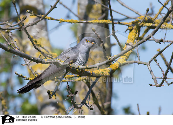 common cuckoo / THA-06308