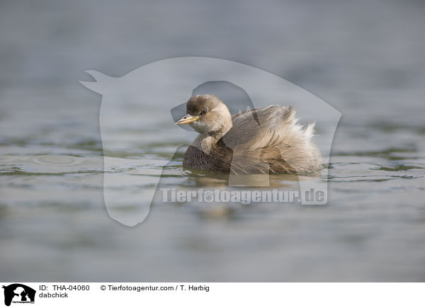 Zwergtaucher / dabchick / THA-04060