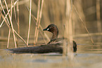 dabchick