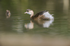 dabchick