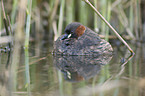 dabchick