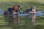 swimming Dabchicks