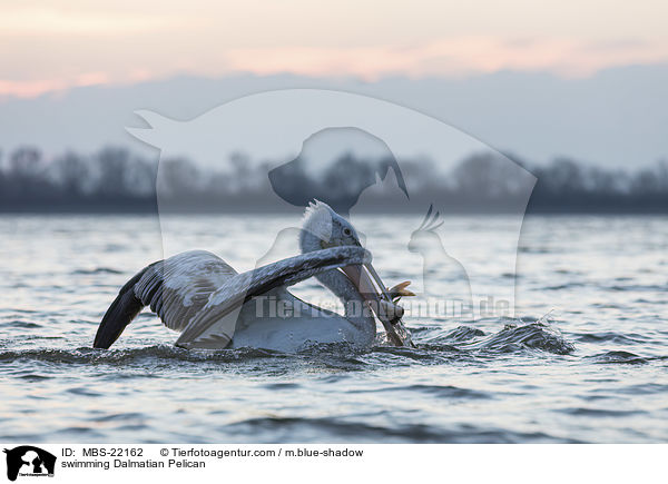 swimming Dalmatian Pelican / MBS-22162