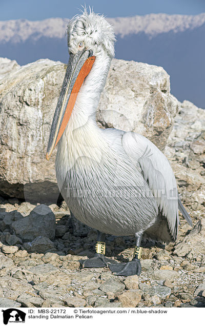 stehender Krauskopfpelikan / standing Dalmatian Pelican / MBS-22172