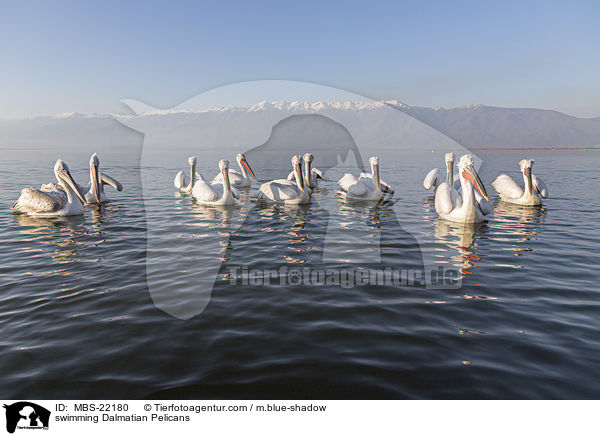 schwimmende Krauskopfpelikane / swimming Dalmatian Pelicans / MBS-22180