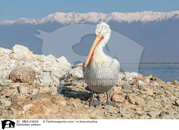 Dalmatian pelican / MBS-23629