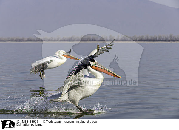 Dalmatian pelicans / MBS-23633