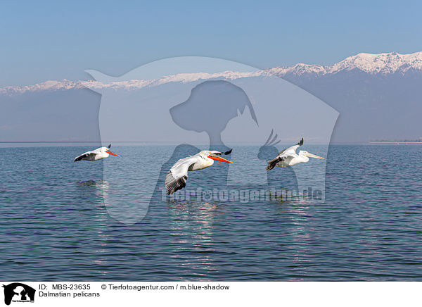 Dalmatian pelicans / MBS-23635