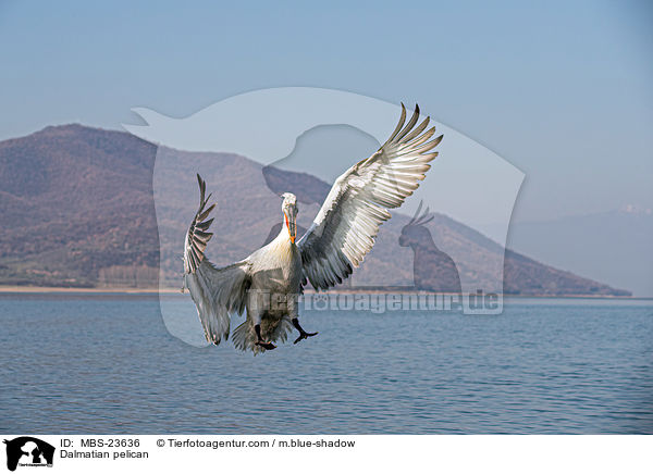 Dalmatian pelican / MBS-23636