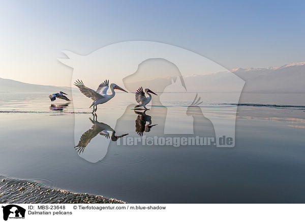 Dalmatian pelicans / MBS-23648