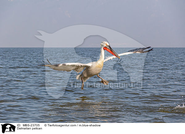 Krauskopfpelikan / Dalmatian pelican / MBS-23705