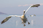 Dalmatian pelicans