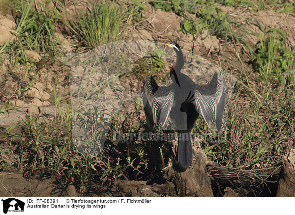 Australischer Schlangenhalsvogel trocknet seine Flgel / Australian Darter is drying its wings / FF-08391