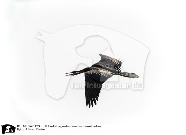 fliegender Schlangenhalsvogel / flying African Darter / MBS-20123