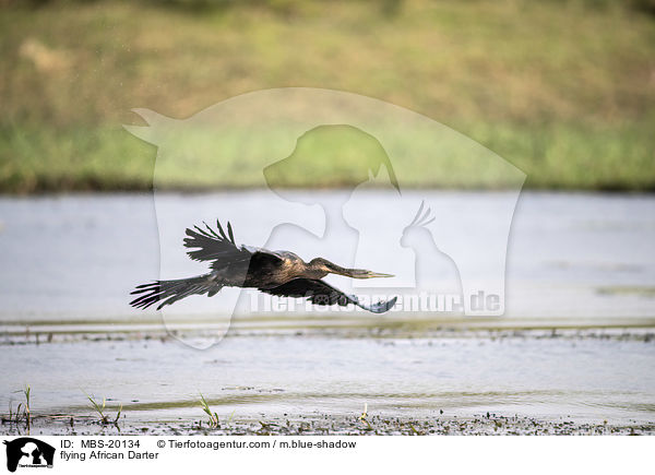 fliegender Schlangenhalsvogel / flying African Darter / MBS-20134