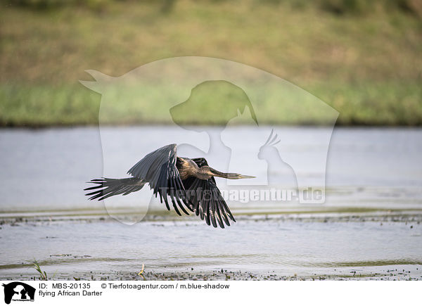 fliegender Schlangenhalsvogel / flying African Darter / MBS-20135