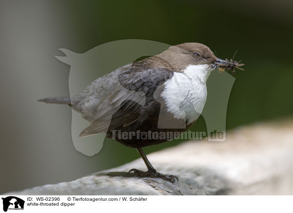 Wasseramsel / white-throated dipper / WS-02396