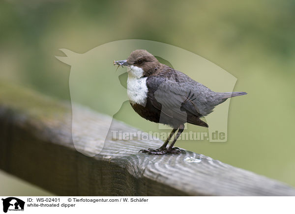 white-throated dipper / WS-02401