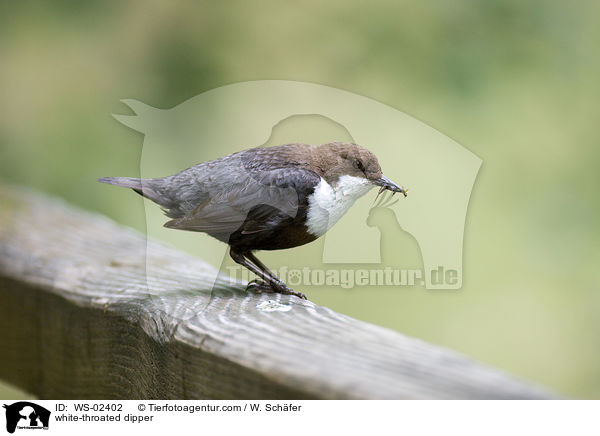 white-throated dipper / WS-02402