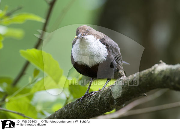 Wasseramsel / white-throated dipper / WS-02403