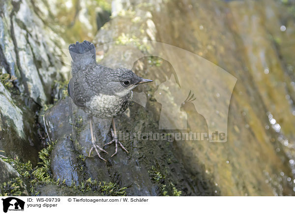 young dipper / WS-09739