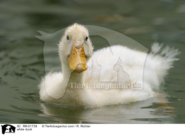 white duck / RR-01738