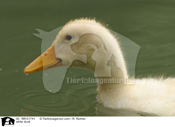 white duck / RR-01741