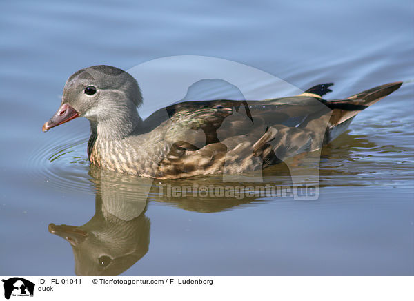 Ente / duck / FL-01041