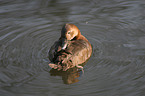 duck is cleaning itself