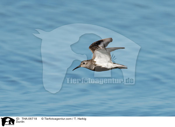 Alpenstrandlufer / Dunlin / THA-06718