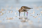 Dunlin