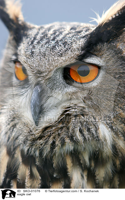 europischer Uhu / eagle owl / SKO-01076