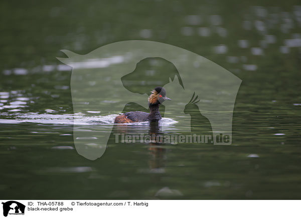 black-necked grebe / THA-05788