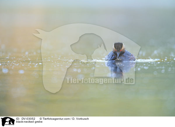 Schwarzhalstaucher / black-necked grebe / DV-03052