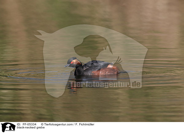 black-necked grebe / FF-05334