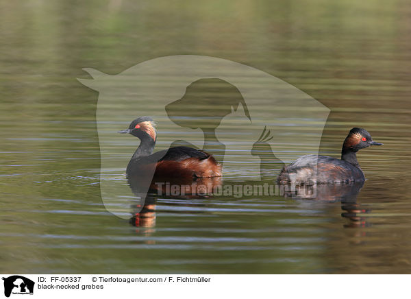 black-necked grebes / FF-05337