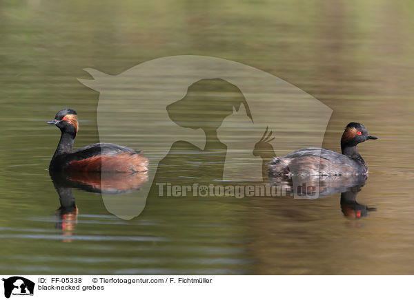 black-necked grebes / FF-05338