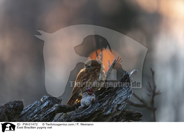 East Brazilian pygmy owl / PW-01472