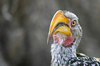 Yellow-billed hornbill