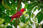 eclectus parrot