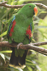 eclectus parrot