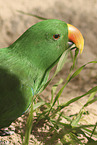 eclectus parrot